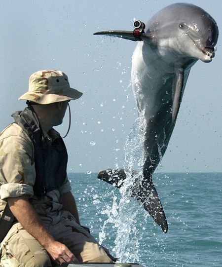 资料图：携带着声纳的宽吻海豚
