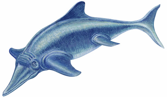 已灭绝的大型海生爬行动物——鱼龙(ichthyosaur)骨架化石