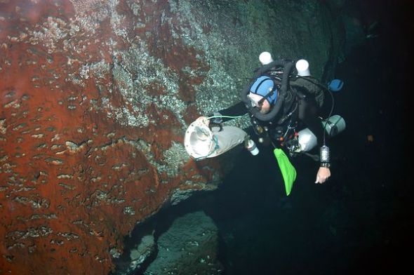巴哈马群岛的阿巴科蓝洞，勘探队潜水员格雷格-斯坦顿拖着浮游生物网在细菌垫旁边游过