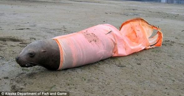 美国阿拉斯加州渔业部门拍摄的一段录像，已经凸显了海洋垃圾对海豹和海狮造成的毁灭性影响。从这张图片可以看到，一只死海狮的鳍状肢被风袋困住，这导致它溺水身亡