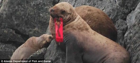 这只海狮的嘴巴里有一个很大的红色诱鱼假饵。科学家认为，他们低估了受该问题影响的动物的数量