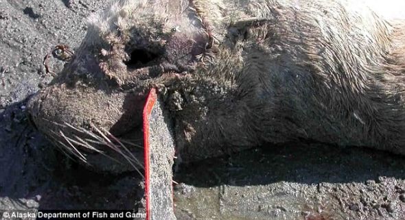 一只面部被诱鱼假饵扎破的死海豹。研究人员表示，海鸟和海龟也因海洋垃圾受伤