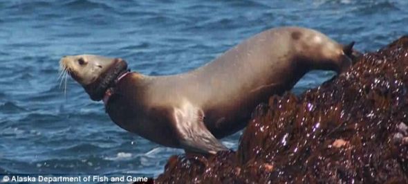 这张照片显示，紧紧勒在一只海狮脖子周围的塑料带子，已经对它造成了严重伤害