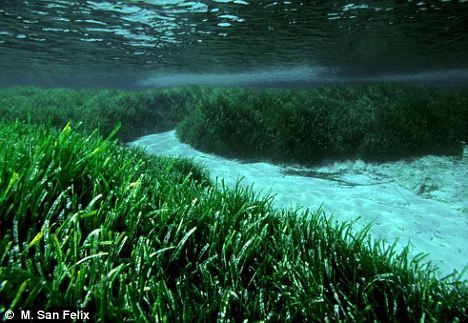 科学家发现存活20万年海草群为地球上“最长寿”生命体