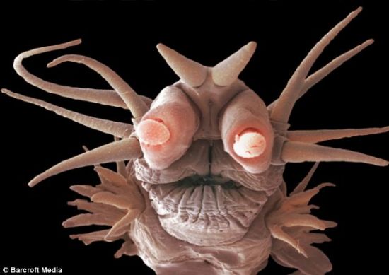 进化：海鳞虫经进化已能经受地球任何地点的最恶劣环境。