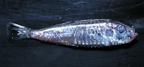 被岛民称为“黄瓜鱼”的深海鱼
