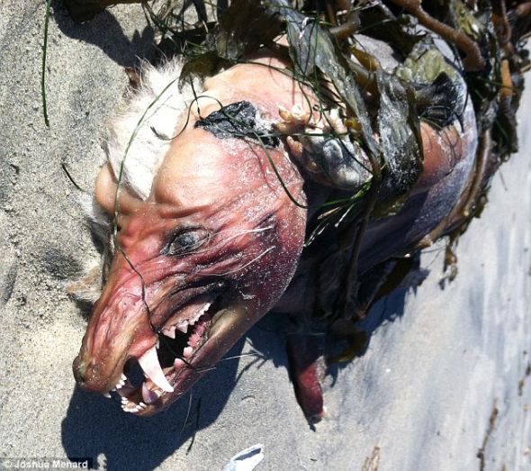 近日在美国加州圣迭戈海边有一具奇怪的尸体被冲上了海岸。这种奇怪的生物有着已经发白的皮肤以及巨大的门牙。这引起了人们的纷纷猜疑：这难道就是传说中的吸血鬼“chupacabra”？