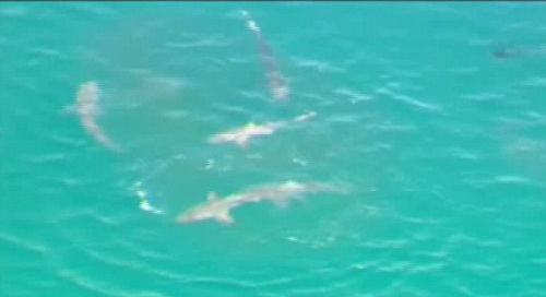 澳大利亚近海现罕见大规模鲨鱼群捕食场景(图)