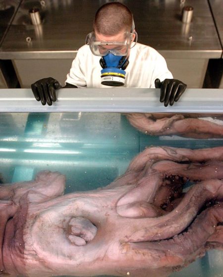英国自然历史博物馆软体动物馆长约翰-艾尔伯特正在俯视一只巨型鱿鱼的大眼睛
