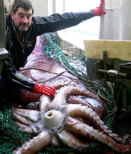 一位新西兰渔民与一只巨型鱿鱼在一起，它被认为是2007年2月在南极洲罗斯海捕捉到的