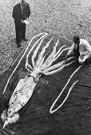 1954年，挪威的两个人正在检查一只将近9.2米长的完整无损的巨型鱿鱼，这种动物拥有与身体不成比例的巨大眼睛，眼睛足有篮球那么大