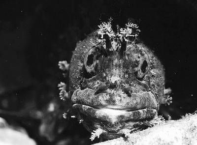 日本摄影师纪录震区海底世界 拍到变异鲶鱼