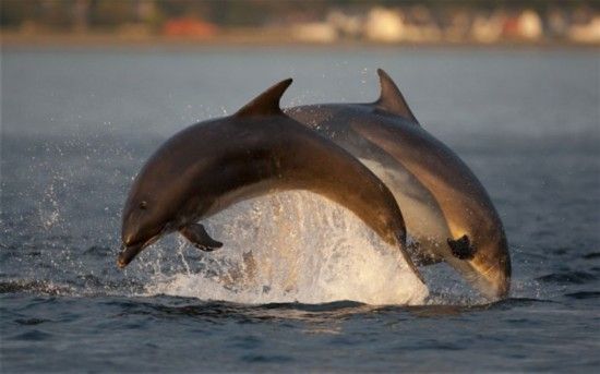 苏格兰因弗内斯郡默里湾，黄昏下的两只宽吻海豚。 图：John MacPherson