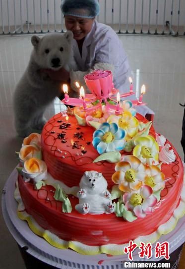 山东蓬莱出生小北极熊过百岁见到蛋糕很兴奋(图)