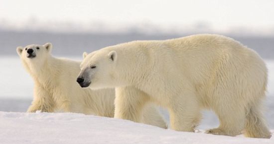 荒野生存：在阿拉斯加州楚科奇海东部，一只成年北极熊和北极熊幼崽沿着浮冰边缘向前走。