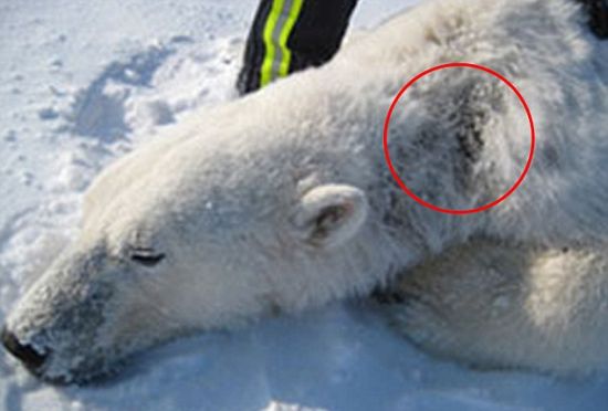 神秘疾病：科学家在阿拉斯加州巴罗地区发现9只北极熊出现脱毛和皮肤损伤等症状。