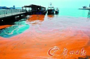 赤潮突袭深圳