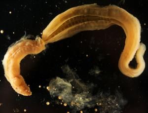 近期科学家们发现有一种名为“Allapasus aurantiacus”的柱头虫品种，它们的卵巢竟然是生长在体外的