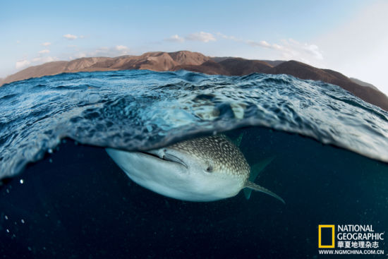 冬日里，距吉布提荒瘠海岸不远处的塔朱拉湾中，年幼的鲸鲨来到营养丰富的水域进食浮游生物。鲸鲨是世界上最大的鱼类，体重超过大象。阿拉伯世界的海洋遗产丰富却极为欠缺保护，鲸鲨正在成为亟待拯救的代表性物种。