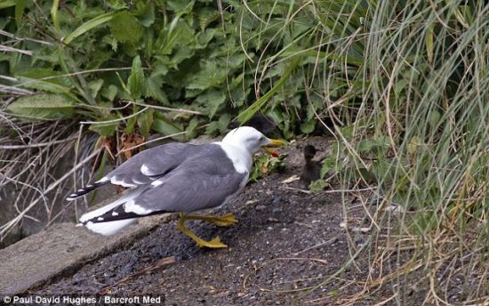 追踪猎物：其他小鸭子发现危险后迅速躲进草丛里，但是狡猾的海鸥发现了它们