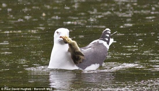 捕猎者：海鸥迅速把小鸭子从水里拖出来