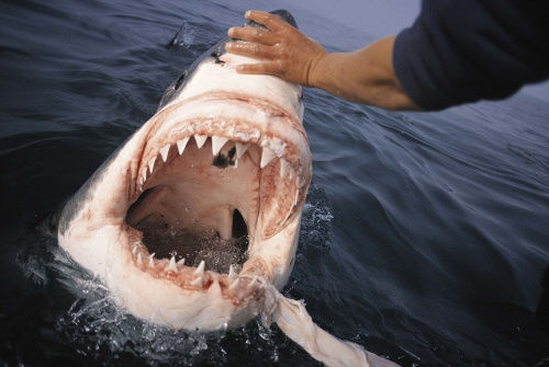 哈特曼以迅雷不及掩耳之势挠鲨鱼的鼻口部
