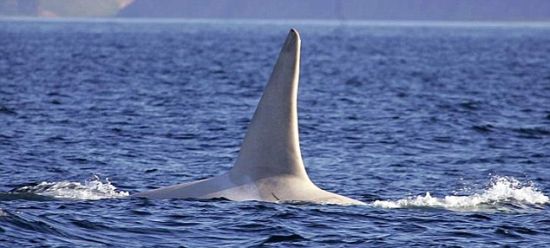 据估计，这头成年雄性虎鲸至少已有16岁