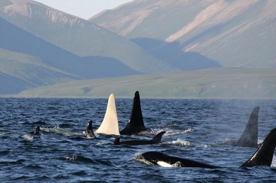 被昵称为冰山的一头白化虎鲸的鳍，它与另外12头虎鲸一起从俄罗斯科曼多尔群岛里的白令岛附近游过