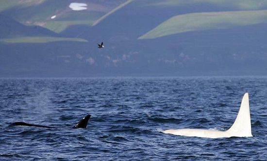 以前发现的白虎鲸都是幼年虎鲸，但是“冰山”被认为至少已有16岁，甚至有可能年龄更大