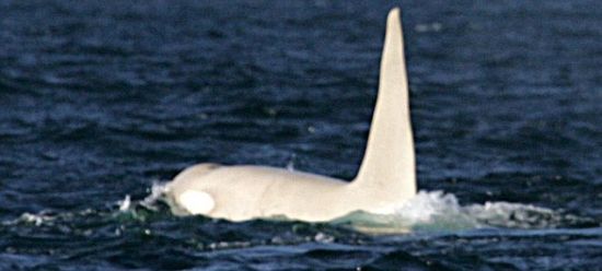 霍伊特说：“我们在俄罗斯还看到另外两头白虎鲸，但它们都是未成年，因此这是第一次看到成年雄性白化虎鲸。”