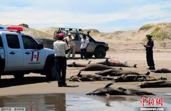   4月23日消息，过去4个月来已有877只海豚在秘鲁东北部海岸搁浅后死亡，秘鲁政府及科学家正着手调查原因。秘鲁环境部副部长基杭德理亚表示，麻疹病毒或布氏杆菌扩散可能是造成海豚死亡的原因。