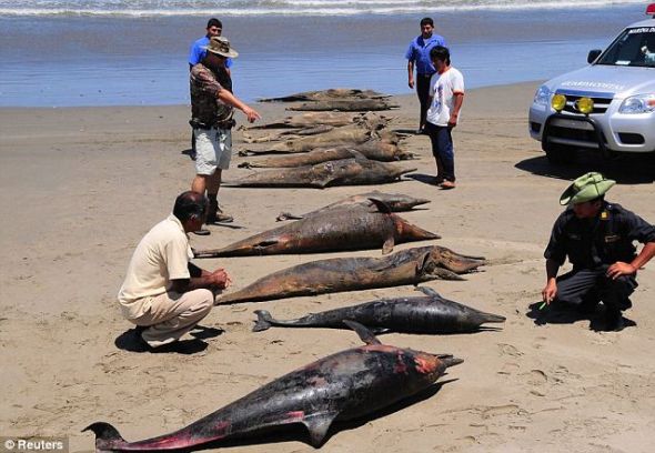 2012年初，人们在同一片海滩发现大约600具海豚尸体，死亡原因仍在调查之中