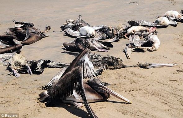 在北部省份兰巴耶克和皮乌拉之间40英里（约合64公里）的海岸线上，人们发现了500多具鹈鹕尸体。目前，秘鲁政府正在调查死亡原因