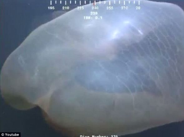 深海水母或鲸鱼胎盘？还无人能确认这个动物的起源