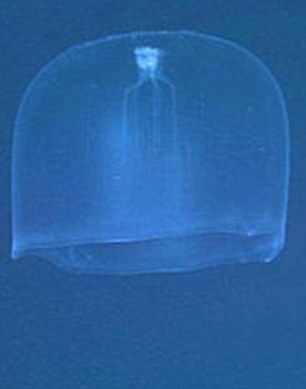大型水母Deepstaria Enigmatica是个有利竞争者。如果真是这样，那个神秘物体的器官又是什么？