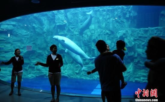 5月13日，观众在2012韩国丽水世博会水族馆参观俄罗斯白鲸。该白鲸与贝加尔湖海豹等珍稀物种是水族馆的看点。中新社发 侯宇 摄