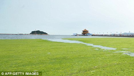 科学家在丹麦海滩发现食肉性海藻，可吃掉体积是其1万倍的动物。