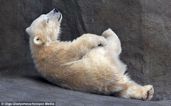 完美姿势：2011年底，莫科斯动物园的熊妈妈生下一个三胞胎。这头貌似进行瑜伽练习的小熊就是其中之一。
