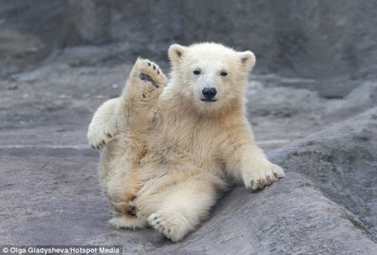抬腿：清晨，在莫斯科动物园中，一个只有5个月大的熊宝宝抬起腿，做了一个腿部伸展运动，样子很像人类的瑜伽动作。