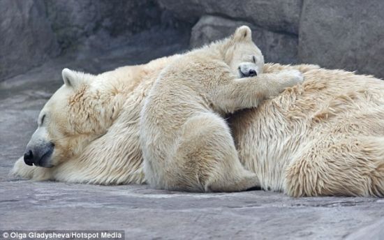 休息时刻：健身练习结束后，它紧紧蜷在熊妈妈锡姆卡身上小睡。