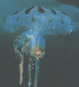 shuimu.GIF (20739 bytes)