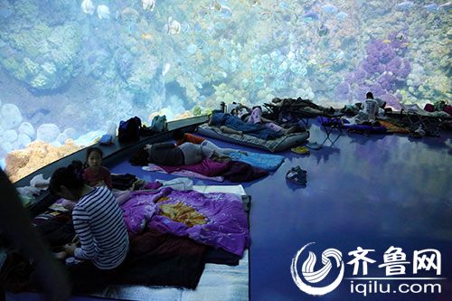 鱼儿陪着同眠