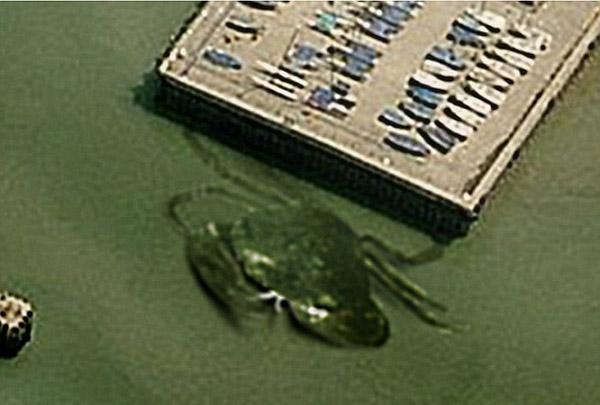   英国港口“15米长巨蟹”照片网上疯传