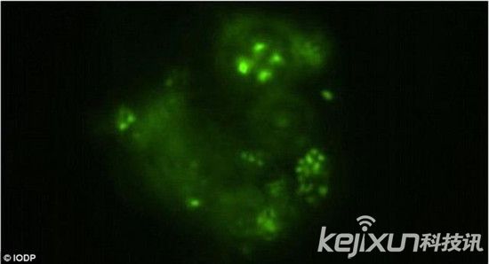 日本海底惊现神秘微生物     暗示其它行星也有生命体