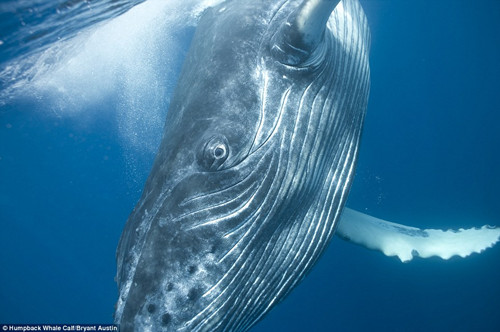 布莱恩特花费了数月的时间，拍摄鲸鱼的一举一动。