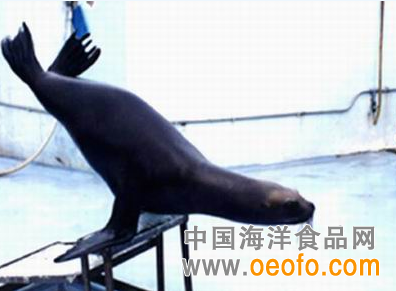 海狮