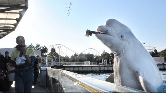 日本一白色海豚表演“撒豆”祈福驱鬼防灾（图）