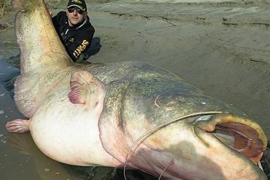 意大利男子钓上来2.67米长巨型鲶鱼