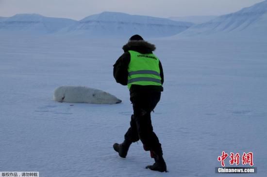 图为涉事北极熊遭警方射杀。2011年，一位英国青少年在斯瓦尔巴特遭熊袭击死亡。平均而言，当地每年因为人类自卫而发生3次枪击北极熊的事件。
