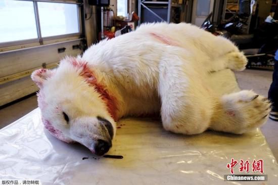 当地时间3月19日，挪威斯瓦尔巴特群岛上的朗伊尔城发生了一起北极熊攻击游客事件。遭北极熊袭击的游客来自捷克布拉格，他到朗伊尔参加滑雪露营活动。朗伊尔位于挪威斯瓦尔巴特群岛，是地球最北端的小镇，也是即将到来的日食的最佳观测点，3月迎来游客高峰期。当地政府正试图劝阻更多游客前来，称目前酒店已经没有空房，而且当地北极熊很多，会带来危险。图为因攻击游客而遭射杀的北极熊，平均而言，当地每年因为人类自卫而发生3次枪击北极熊的事件。